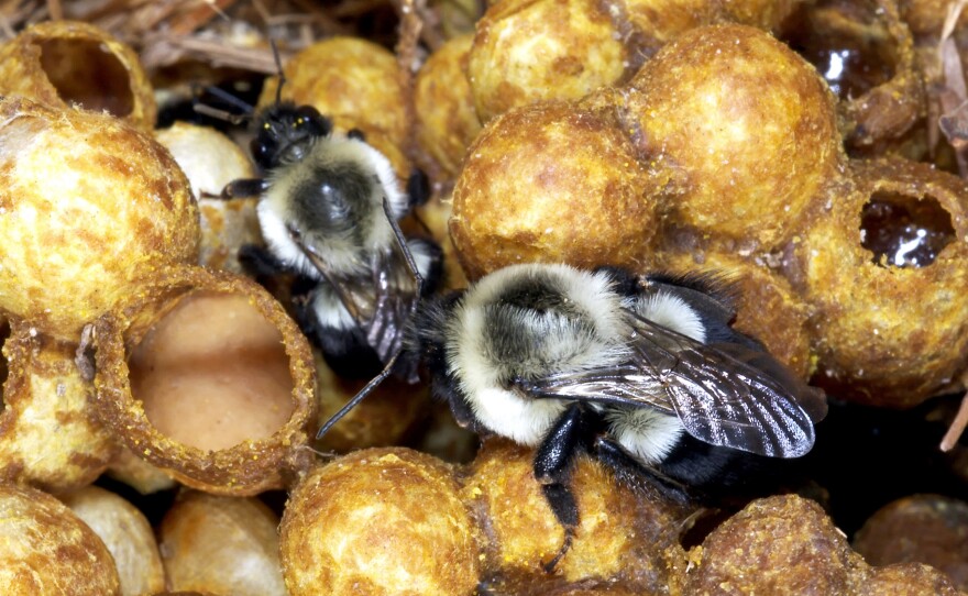 A new study is adding to evidence that a popular class of pesticides can harm wild bees, like bumblebees.