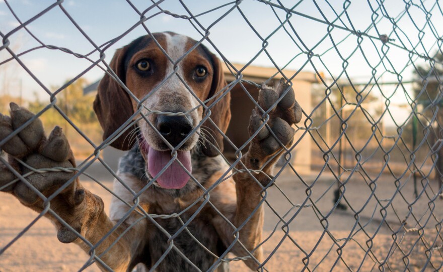 High-speed tracking dogs have been a game changer in the fight against rhino poaching in South Africa. Their success depends on their ability to work as a team, which means they sleep and eat in the pack-sized enclosures shown above.