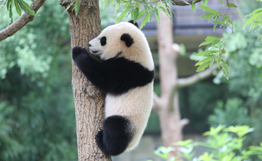 Giant pandas are solitary in the wild, the National Zoo writes, and cubs separate from their mothers to establish their own territories between 18 months and 2 years old.