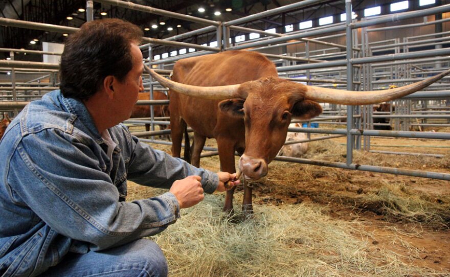 Mike Crawford, owner of Red Peak Ranch near Brownwood, Texas, feeds a snack to his award-winning cow, Cherry Jubilee.