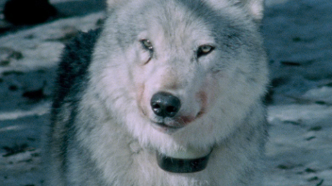 'Lost Wolves of Yellowstone'