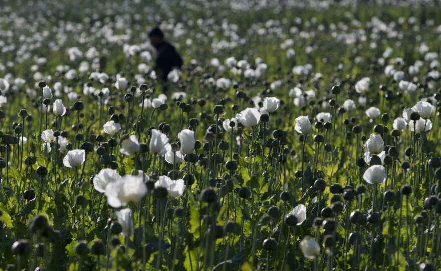 A villager walks in a flourishing poppy field at Nampatka village, Northern Shan State, Myanmar on Jan. 27 , 2014.