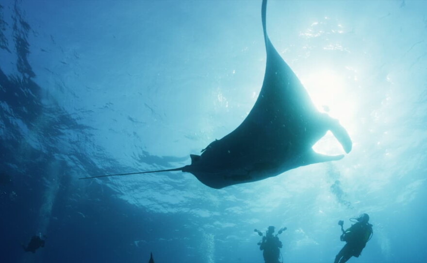 A giant manta ray is seen underwater in this still from the documentary, "The Last Dive" directed by Cody Sheehy.