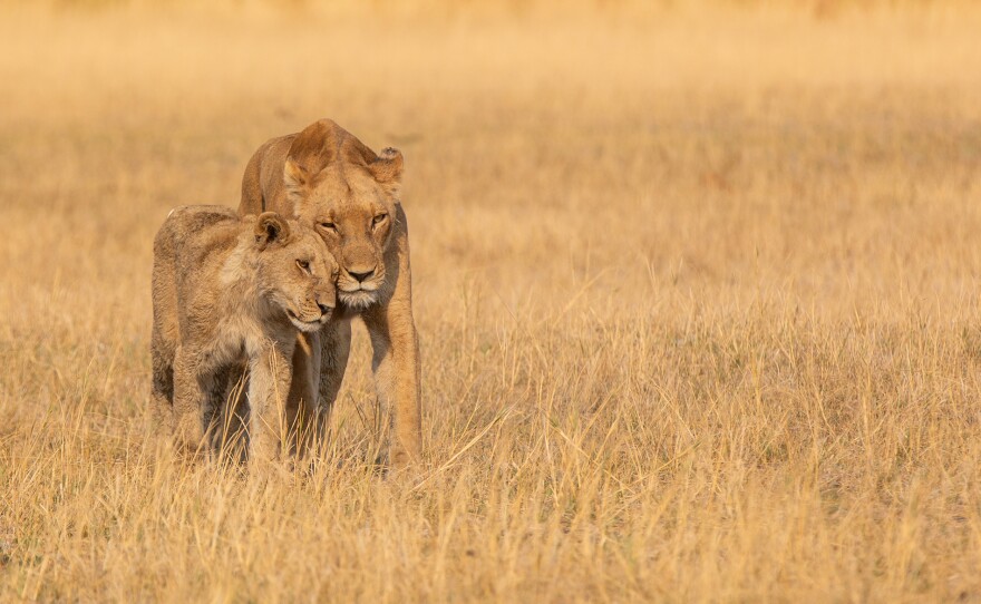 The Xudum Pride mums are moving their cubs south to keep them safe from intruder male lions.