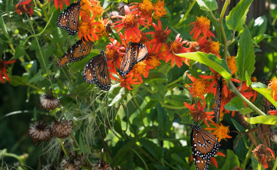 Queen butterflies flock to flowers on a flame vine at the National Butterfly Center in Hidalgo County, Texas.