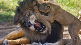 A lion cub named Evelyn plays with her father, Izu, for the first time at the San Diego Zoo Safari Park, Oct. 2, 2014.