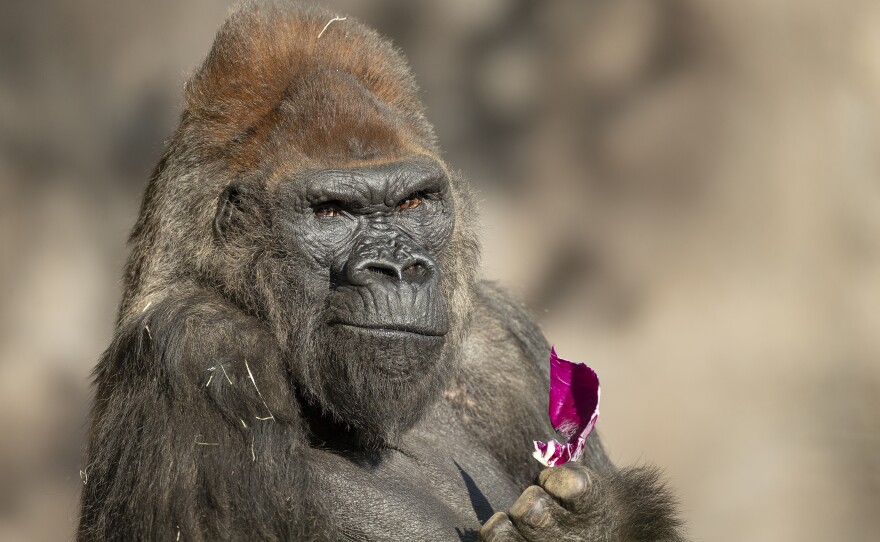 Winston the gorilla is seen at the San Diego Zoo in this undated photo.