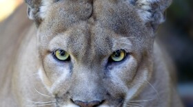 A photo of a cougar in Zion National Park. In this park, scientific research shows that areas with cougar populations have much larger concentrations of plant and animal life than areas without cougar.