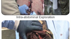 Different procedures performed on the "Cut Suit"