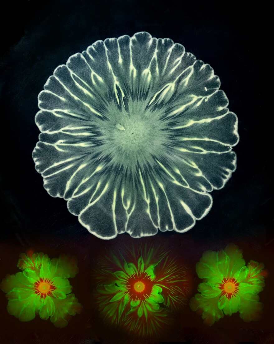 Bacterial Flowers: Image of complex structures that arise during interactions between different strains of bacteria. The entry won the 2022 Judges’ Award for Faculty/Project Scientist Participant Category. The entry was submitted by Lev Tsimring, research scientist associated with the BioCircuits Institute at UC San Diego and contributor Liyang Xiong.