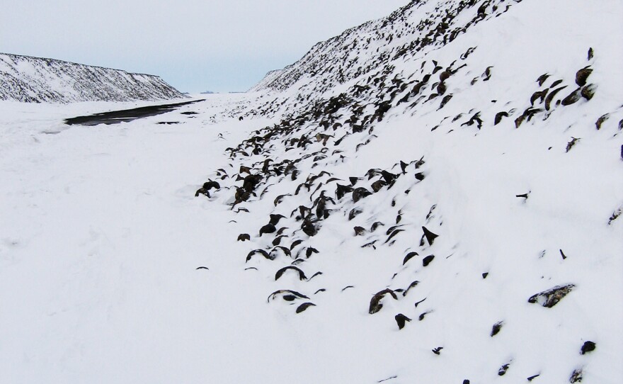 In the Red River Valley of Minnesota and North Dakota, sugar beets await processing in frozen piles during the winter.
