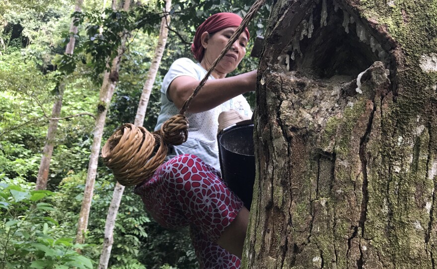 In the forests near the southern Sumatran village of Krui, 48-year-old Marhana climbs up the trees to harvest damar, a resin used in paints and varnishes. These damar trees are part of something called an "agroforest," which experts see as a way to prevent deforestation and conversion of forests into palm oil plantations.