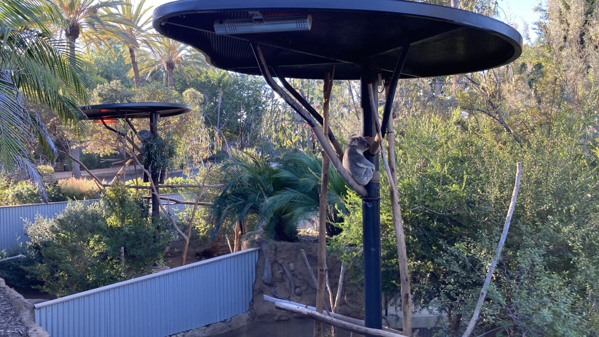 San Diego researchers probe DNA sequences to help protect koalas - Vimarsana News