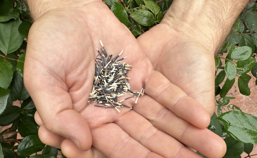 Black and white marigold seeds lay in a person's open palms. There are green leaves in the background.