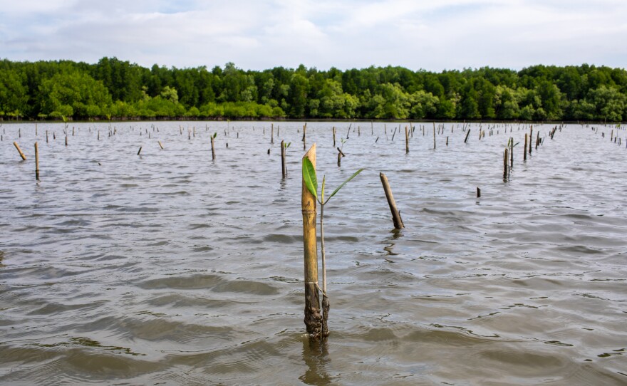 A recently planted mangrove sapling sends out leaves as it grows in the warm, shallow water off the coast of Cambodia.