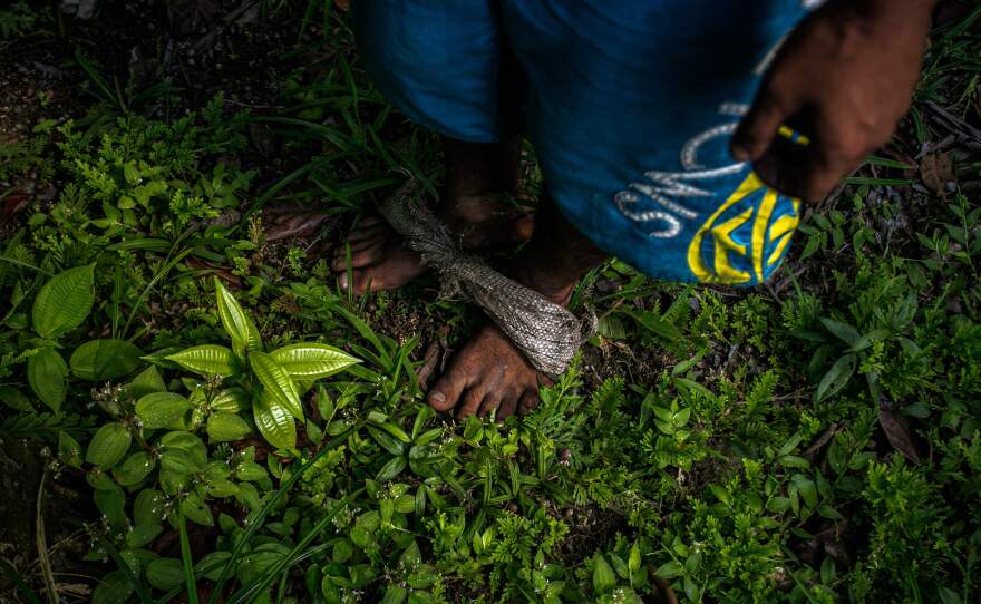 Detail of the fabric used on his feet by Marcos Antonio Costa, 27, to climb açaí palm trees to pick its berries in the rainforest near Melgaco, southwest of Marajo Island, state of Para, Brazil, on June 6, 2020.