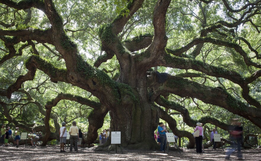 Visitors have flocked to the Angel Oak tree just outside Charleston, S.C., for generations. A local group has until late November to raise funds to buy a parcel of land that they say is needed to protect the live oak from development.