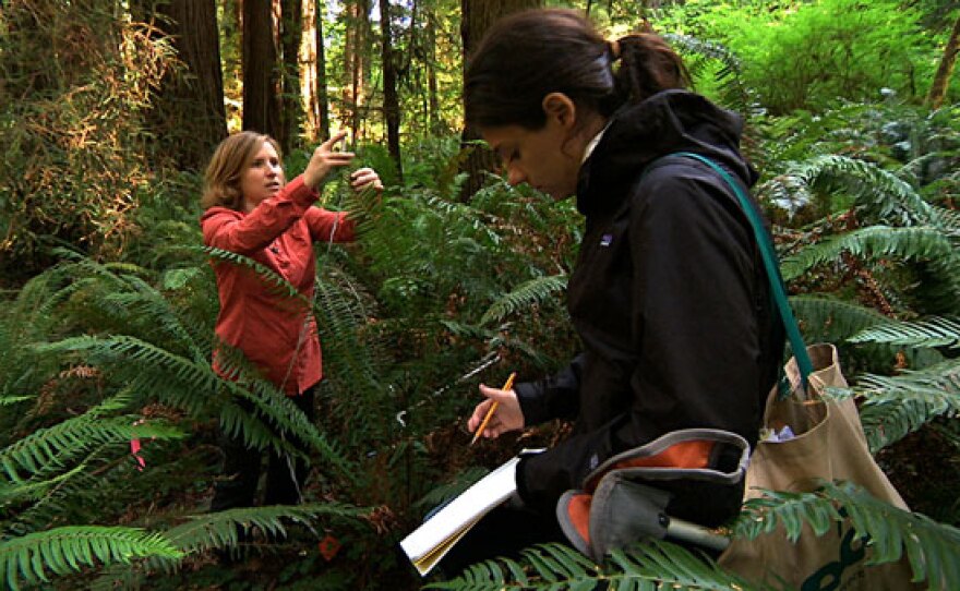 Emily Burns (left), the science director for the Save The Redwoods League, studies how climate change impacts Sword Ferns – the most common plant in the coast redwood forest.