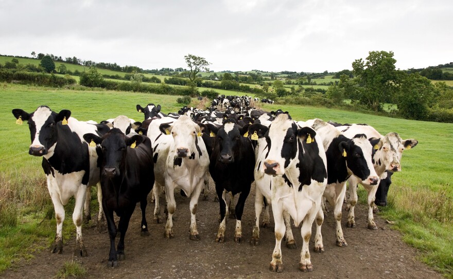 Holstein Fresian dairy cows make their way towards pasture in County Cavan, Ireland. Irish cows graze on the country's rolling green hills from March to October, and most are only milked during those months.