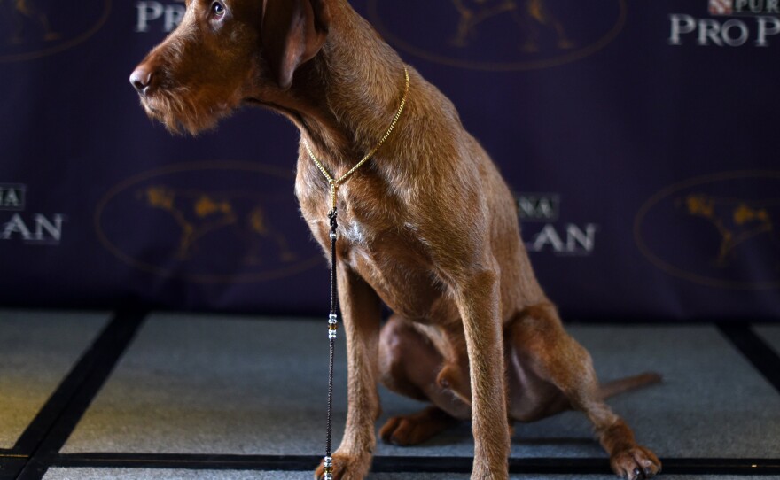 Falko, a wirehaired vizsla — a new breed for 2015 — poses for a press conference before the start of the show at Westminster.