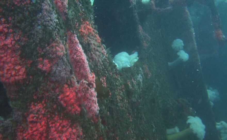 Numerous creatures cling to the bridge of the Yukon as it sits on the ocean floor, July 2014.