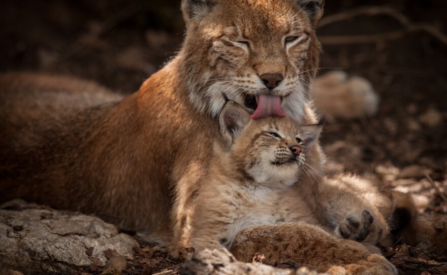 Female lynx with cubs. Kalkalpen National Park, Austria.