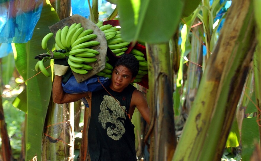 A Costa Rican banana worker carries a stalk of freshly harvested fruit on a plantation in Costa Rica, where many of the bananas that Americans eat are grown.