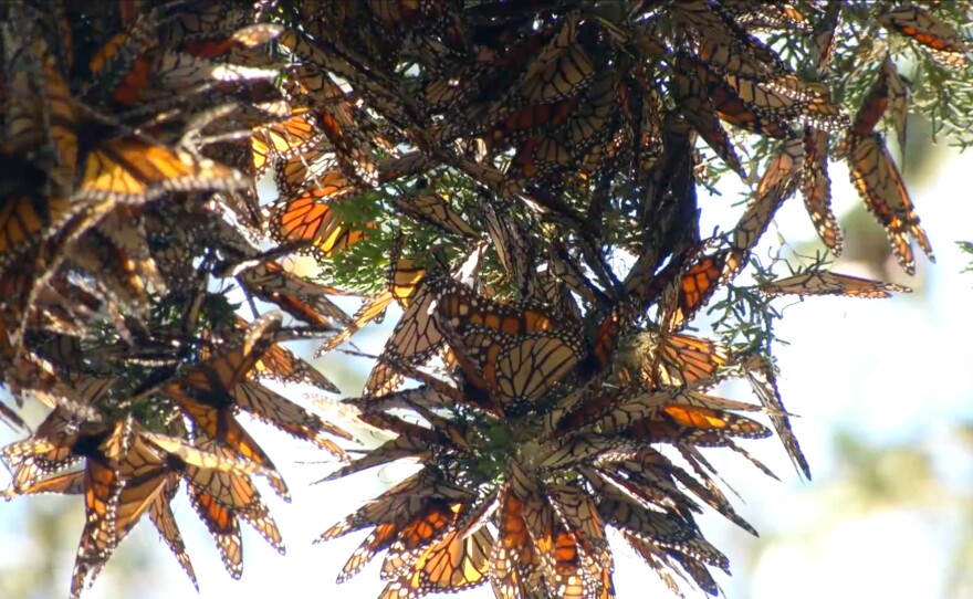 A butterfly cluster. "Butterfly Town, USA" focuses on the local habitat protection for the Sanctuary, but also on a larger goal: citizens working together to limit habitat loss due to climate change, deforestation and pesticides.