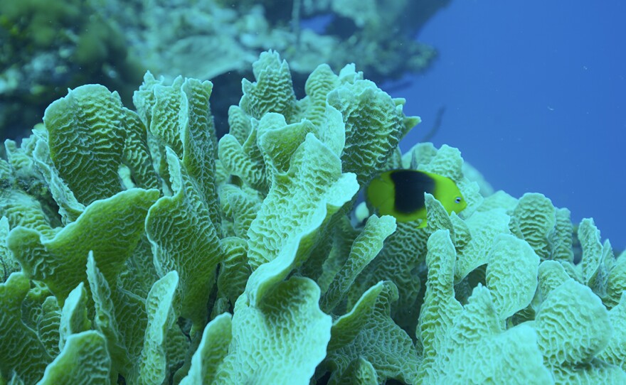 A colorful Damselfish swims over the most predominant species of coral in The Cayman Crown. Belize.