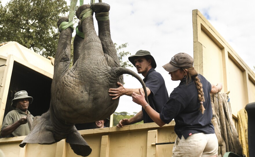 An elephant is hoisted into a transport vehicle at the Liwonde National Park on Sunday.