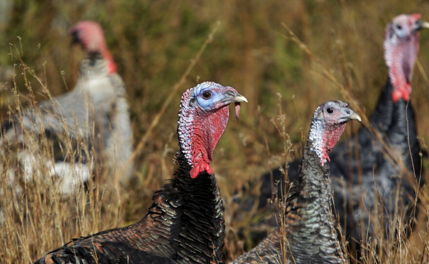 Heritage turkeys like these Standard Bronze Hens, right, and Narragansett, background left, can now be ordered online via sites like Local Harvest.