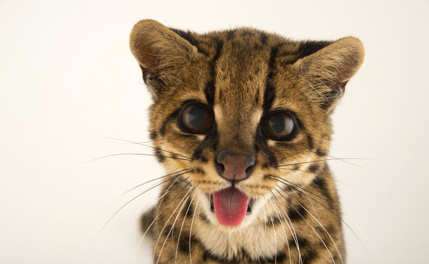 "The oncilla ... was as meek as a house cat and just sat and stared at me. Small spotted cats like this have been killed for many years by people wanting their fur, and that's one of the things that has led to their decline," Sartore writes.