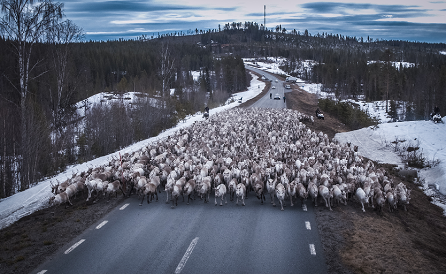Reindeer herd migrating over frozen river.