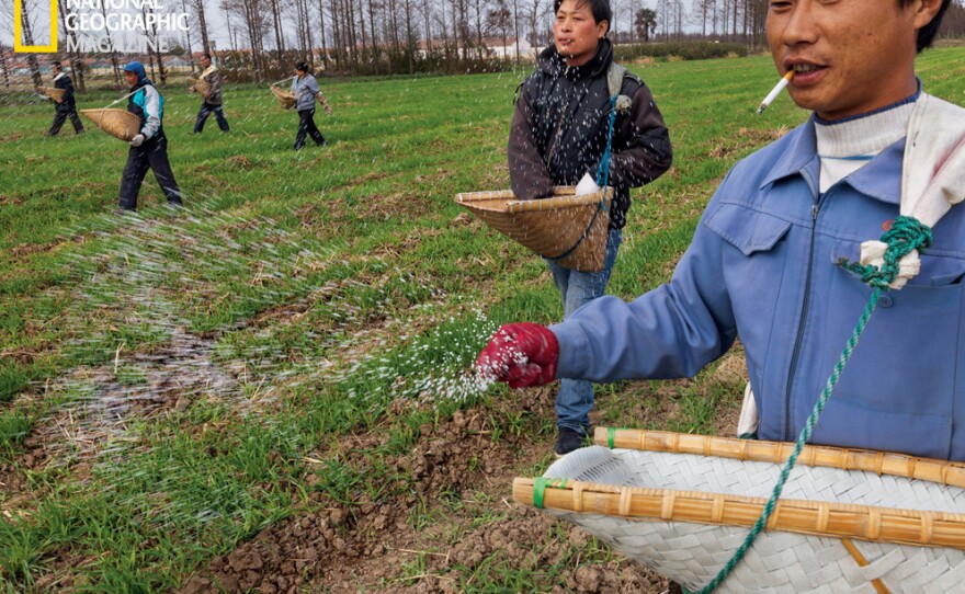 Workers at a cooperative farm near Shanghai scatter fertilizer across fields of winter wheat. Image from the May issue of