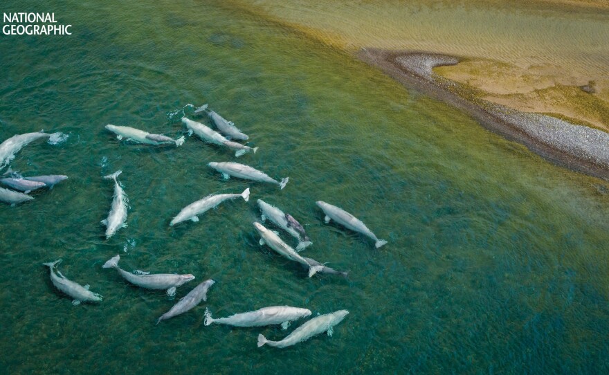 Like a whale maternity ward, beluga cows and their calves flock to the slightly warmer waters at the mouth of the Cunningham River in Canada's Arctic. At times, when they were temporarily trapped in river pools by receding tides, scientist Valeria Vergara recorded multiple belugas vocalizing at once. She now suspects they use individual calls suggesting they broadcast their identities.