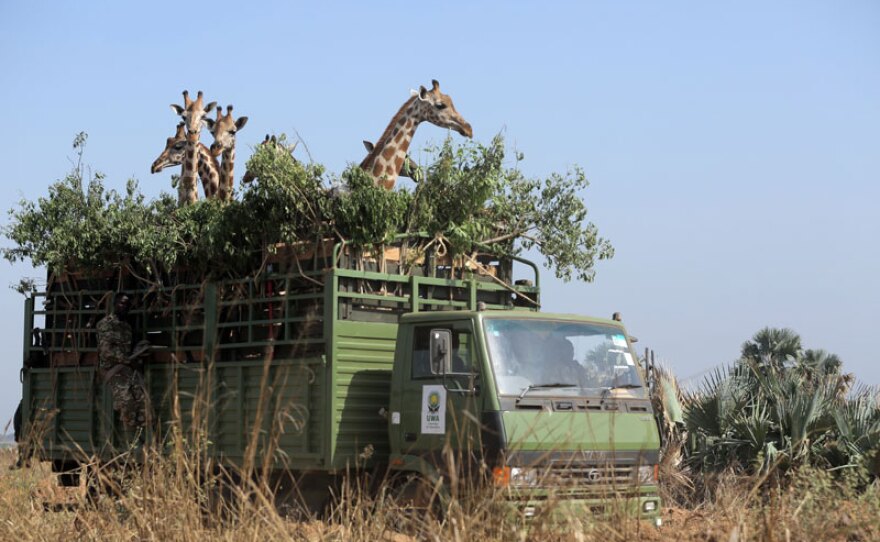 Six wild endangered Rothschild’s giraffes are driven to a safer home.
