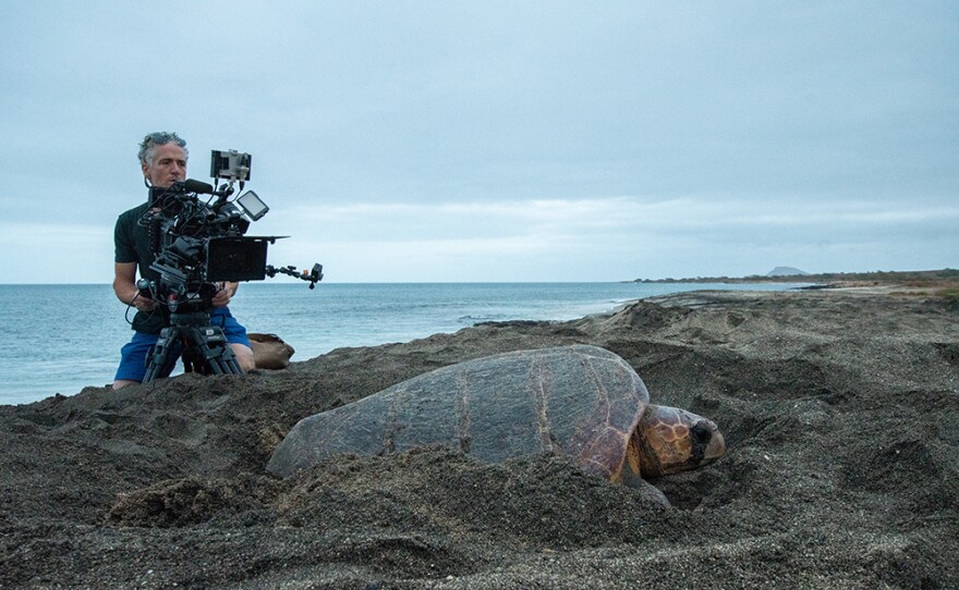 Host Gordon Buchanan films a loggerhead sea turtle.