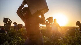 Farmworkers harvest banana peppers at a farm near the town of Helm on July 1, 2025.