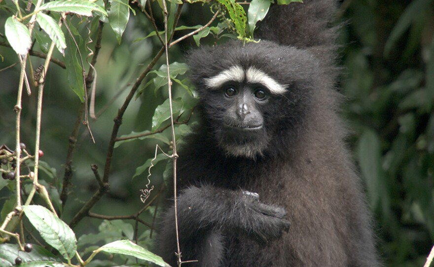 Skywalker Gibbon