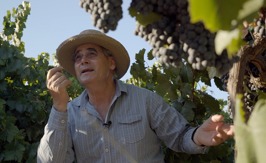 Italian winemaker Paolo Paolini shows us his grapes at Villa Montefiori winery, Ensenada, Baja Calif.