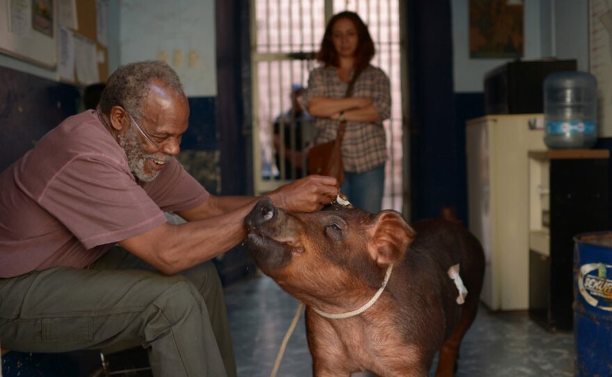 Danny Glover plays a man traveling in Mexico with his prize pig. Maya Rudolph plays his daughter in "Mr. Pig."