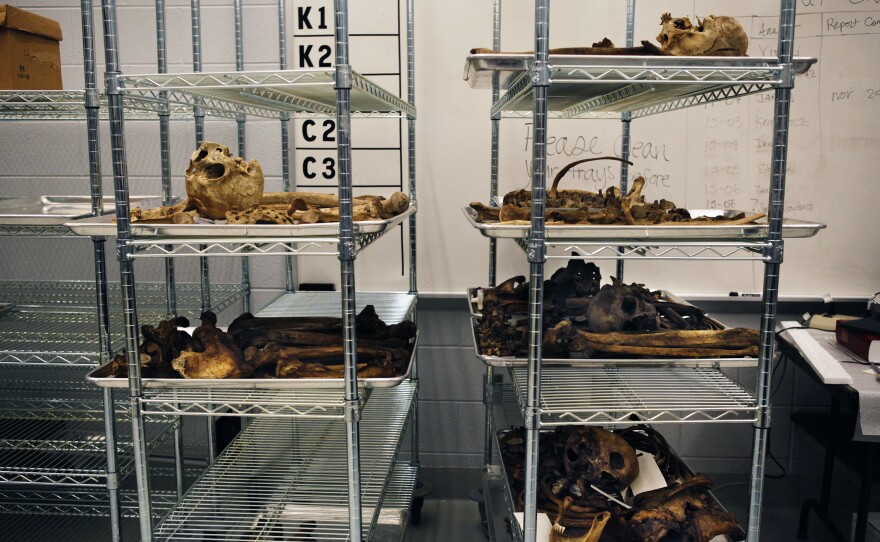 Skeletal remains wait to be processed in a lab at UT's Forensic Anthropology Center in Knoxville, Tenn.