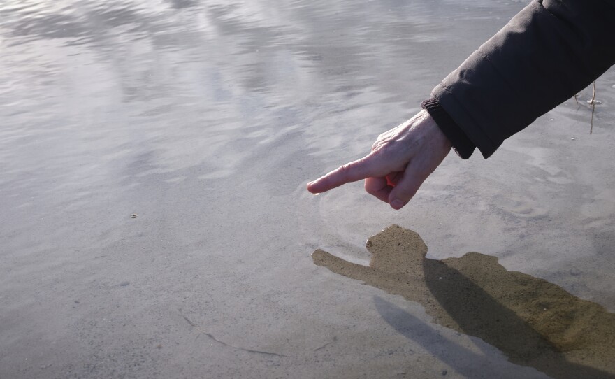 Wetlands ecologist Heidi Hoven looks for small flies at a bird sanctuary where many species are in decline due to the alarming drying of the Great Salt Lake.