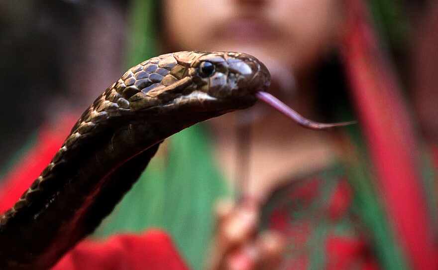 The bite of a cobra can paralyze its victims and, if enough venom is released, fatally stop their breathing. It's estimated that more than 75 percent of patients in India who die from a snake's bite never make it to the hospital.