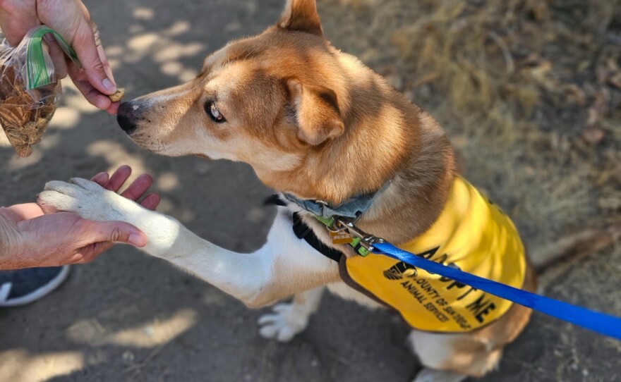 Tanner, shown in this undated photo, sniffs a treat while on a walk outside of the shelter.