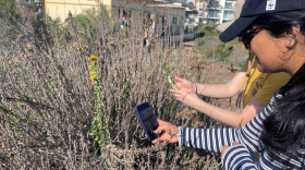 Participants take photos during an iNaturalist identification party at Kendall-Frost Mission Bay Marsh Reserve on Dec. 16, 2025.