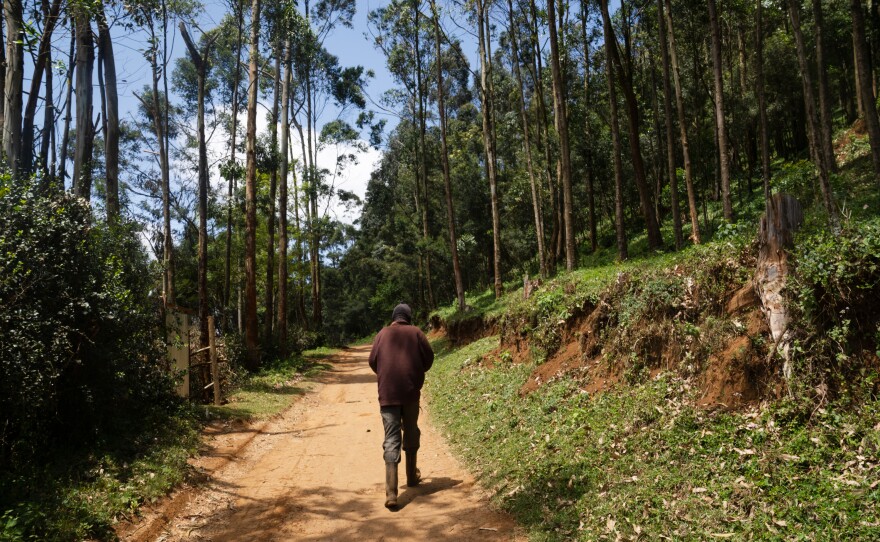 Murungi walks into the forest near his home. At night he goes back and forth, carrying water that he's collected in jerrycans