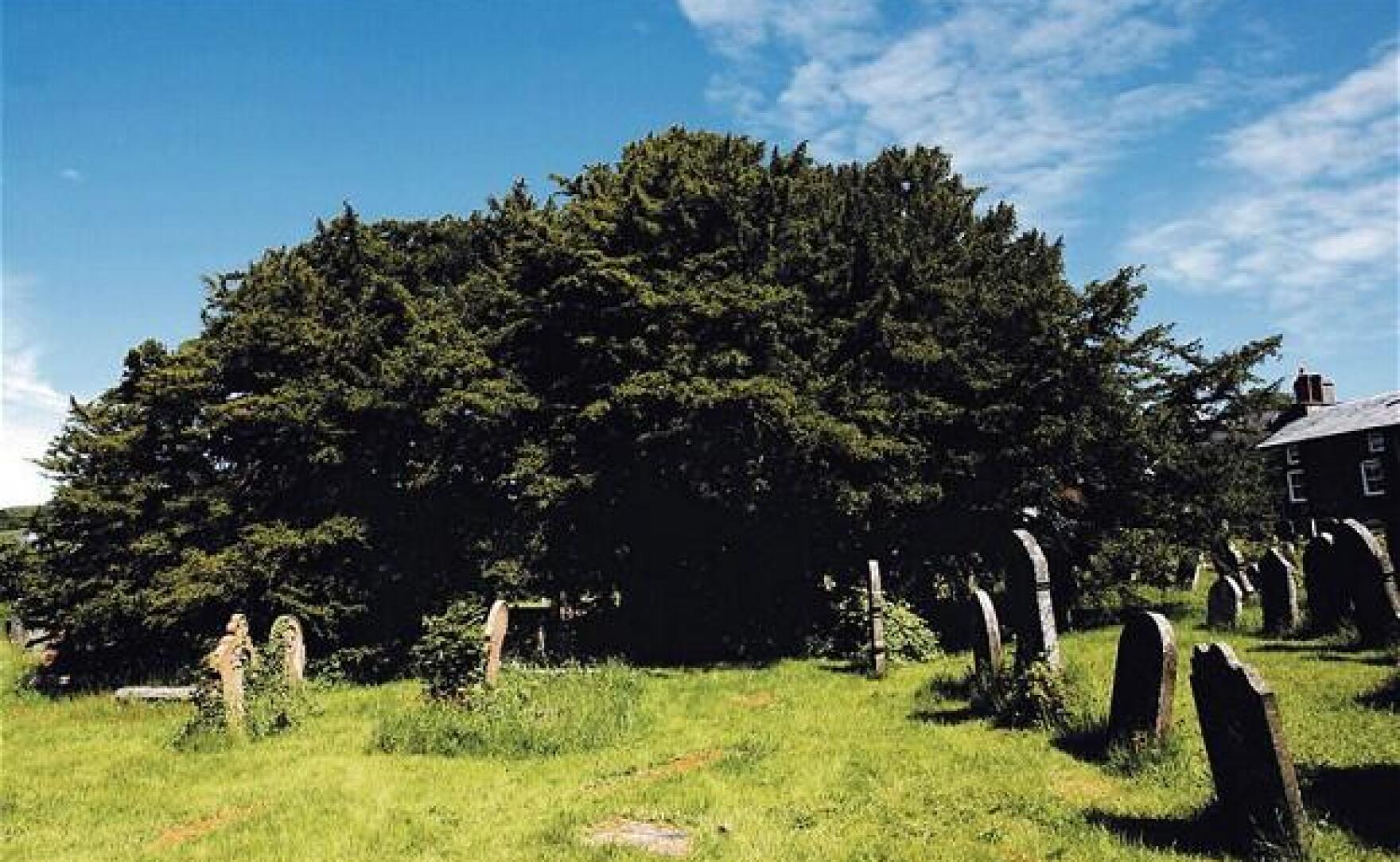 5,000 Years Old Ancient Yew Tree Identified In Wales KPBS Public Media