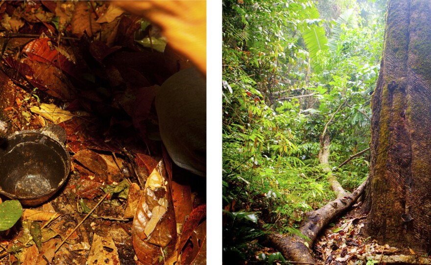 Tappers milk the trees for their sap by cutting into the bark and collecting the latex material in small metal buckets. In Brazil, rubber tappers are granted the right to sustainably extract their livelihood from forests like this protected reserve in Machadinho d'Oeste in the Brazilian state of Rondonia.