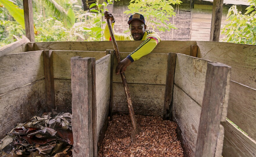 <strong> </strong>Fidel Palacios shows how cacao beans need to be mixed during the fermentation process.